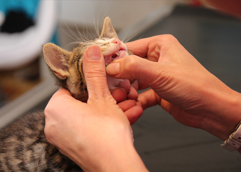 Auscultation des dents d'un chaton